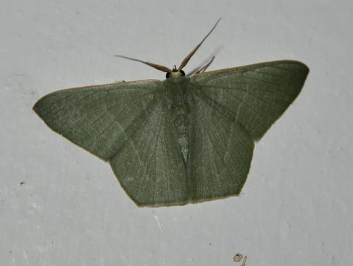 Thalassodes pilaria